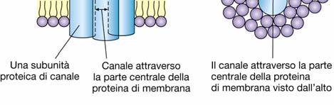 I canali sono selettivi.