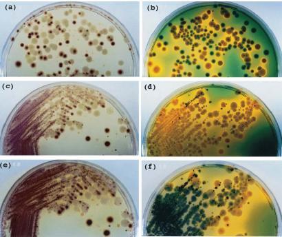 Materiali e metodi Fig. 7: piastre di CV agar (a, c, e) e di TCSB agar (b, d, f) dove sono visibili colonie caratteristiche di Vibrio parahaemolyticus (viola su CV agar e verdi su TCBS agar).