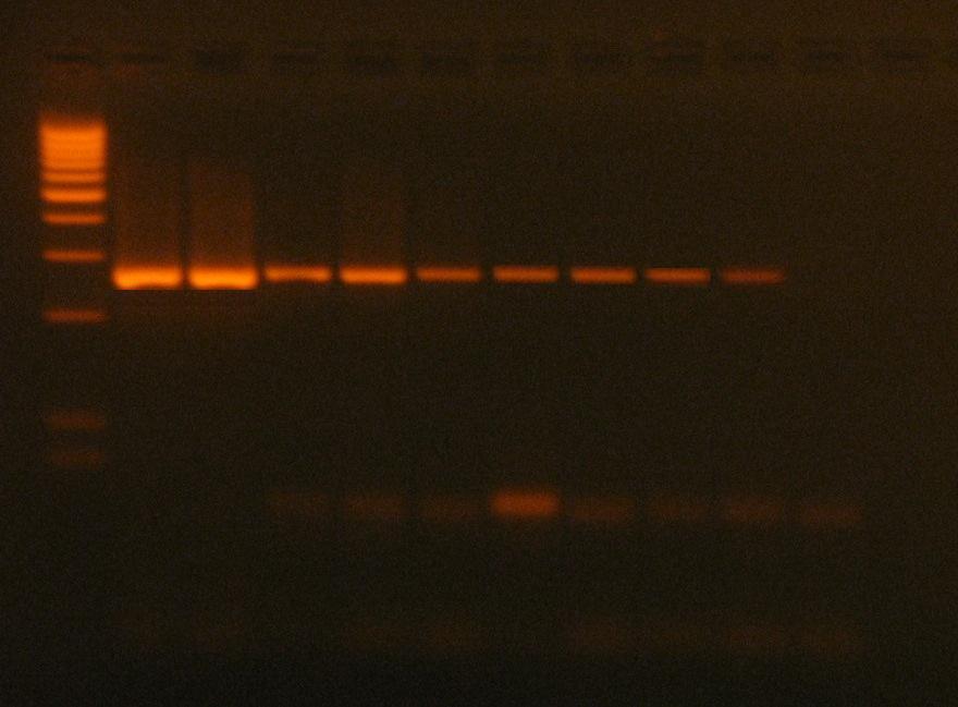 ufc/ml. Fig. 11: Rilevamento fotografico del gene tox-r della prova n 2 dopo 4 ore di incubazione.