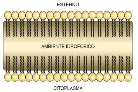 Glicolipidi Colesterolo Superficie idrofilica L