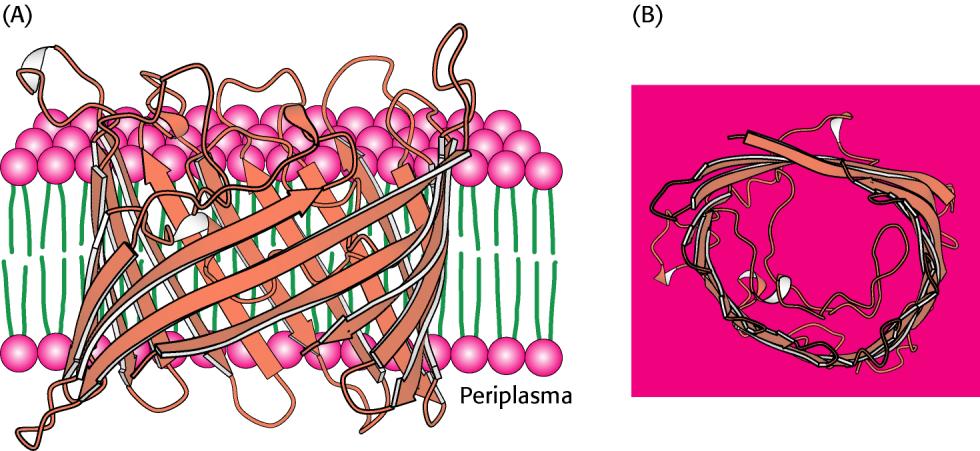 Sequenza amino acidica La porina è una proteina di membrana esterna dei batteri Gram-negativi.