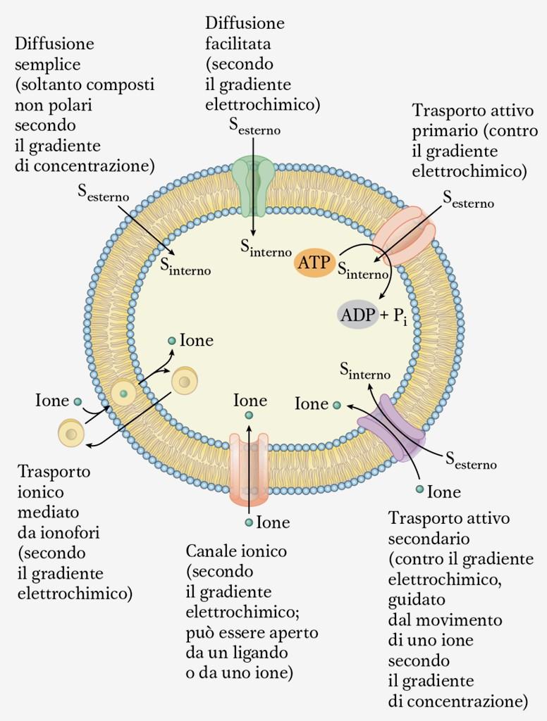 Meccanismi di trasporto trans-membrana Trasporto passivo Il passaggio secondo concentrazione di composti polari ed ioni avviene per diffusione