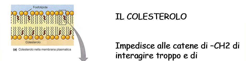 Il colesterolo Effetti sulla fluidità: 1- a t relativamente alta (37 C) stabilizza le membrane riducendo