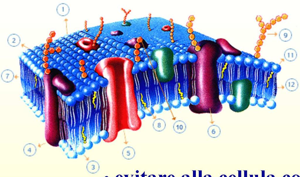 Glicocalice: funzioni glicoproteine glicolipidi Il rivestimento è composto da catene polisaccaridiche legate covalentemente alle proteine transmembrana o ai fosfolipidi di membrana del foglietto