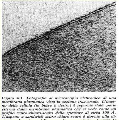 MEMBRANA PLASMATICA Sottile membrana di circa 6-8 nm che avvolge la