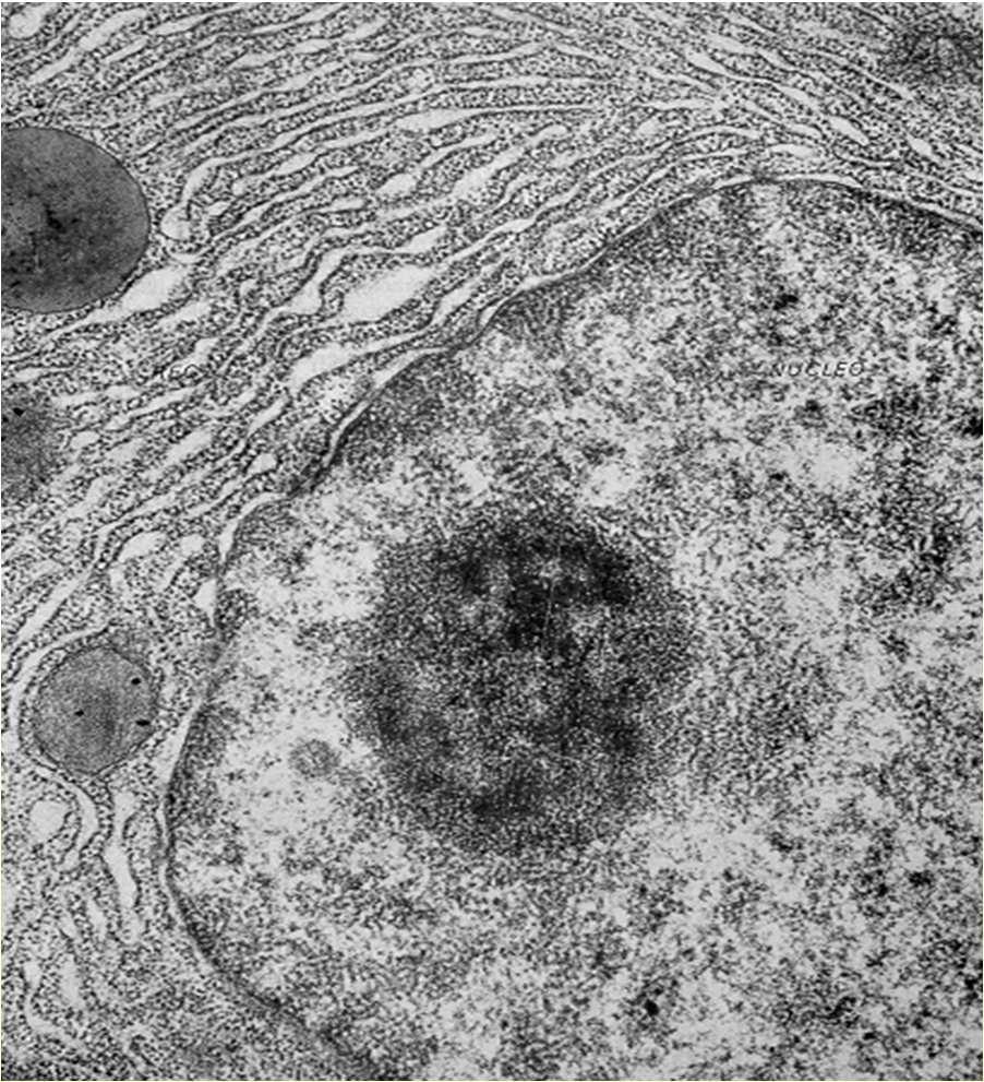 Reticolo endoplasmatico rugoso La cavità sono in continuità con la cisterna