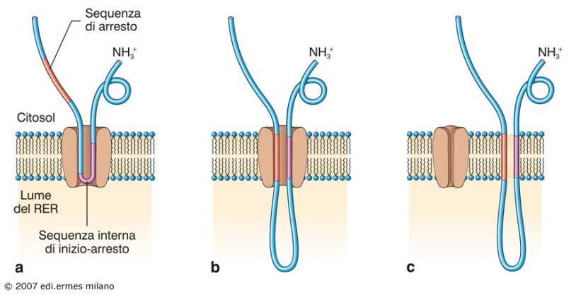 citosoliche Maturazione proteica nel lume