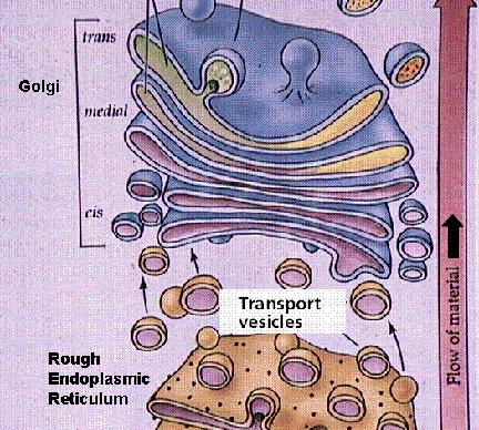 glicoproteine e glicolipidi 2) Condensazione dei