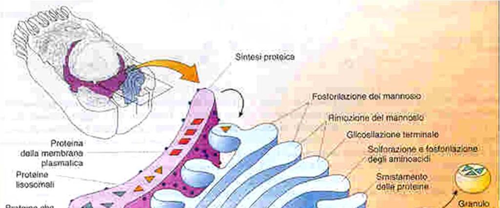 Apparato del Golgi Le proteine presentano un
