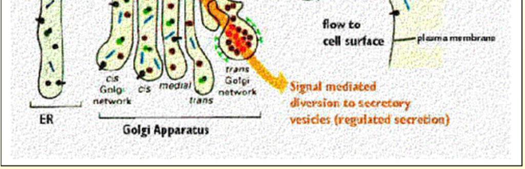 Golgi vengono racchiuse in