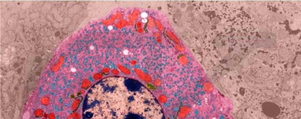 Mitocondri I mitocondri sono organuli