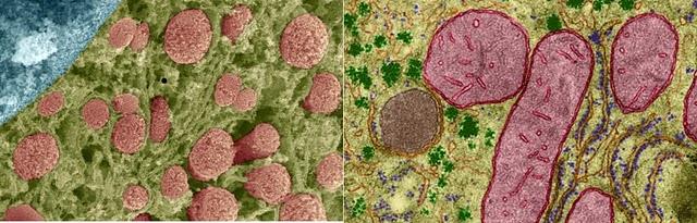 Mitocondri La forma più comune è quella bastoncellare con lunghezze di 1-6 µm x 0,2-1 µm. Più rari sono mitocondri ovali o sferoidali. Le forme sferoidali possono divenire filamentose e viceversa.