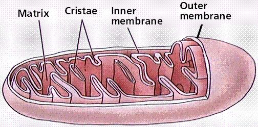 Mitocondri ** * Tra le due membrane mitocondriali rimane compreso un sottile spazio di circa 10 nm, la camera mitocondriale esterna *.