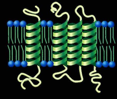 Proteine di Membrana Proteine Intrinseche Strettamente associate alla membrana