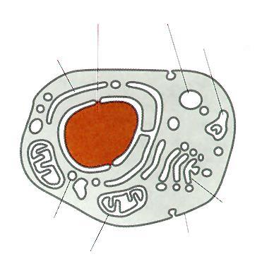 Sistema di Endomembrane Delimitano i compartimenti cellulari Organelli Confinano le differenti attività della cellula Reticolo