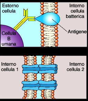 Funzione delle proteine di membrana Riconoscimento cellulare Antigeni, permettono il riconoscimento di cellule