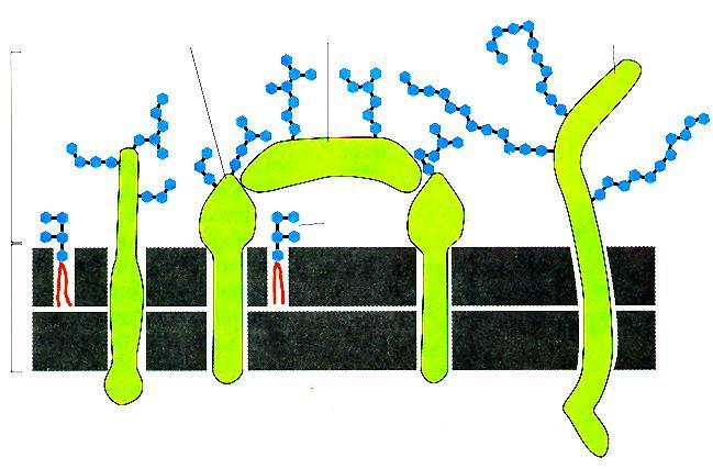 Glicocalice Strato protettivo formato dalle catene di zuccheri Glicoproteina transmembrana