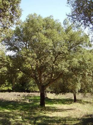 Habitat 6310 - Dehesas con Quercus suber nella Piana di Oschiri L Habitat 6310 è segnalato nelle schede Natura 2000 sia per la ZPS ITB023050 Piana di Semestene, Bonorva, Macomer e Bortigali, che per