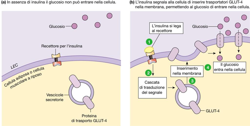 Insulina: Il suo ruolo è quello di stimolare il trasportatore di