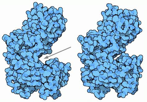 L'enzima esochinasi è un buon esempio del modello dell'adattamento indotto: quando il