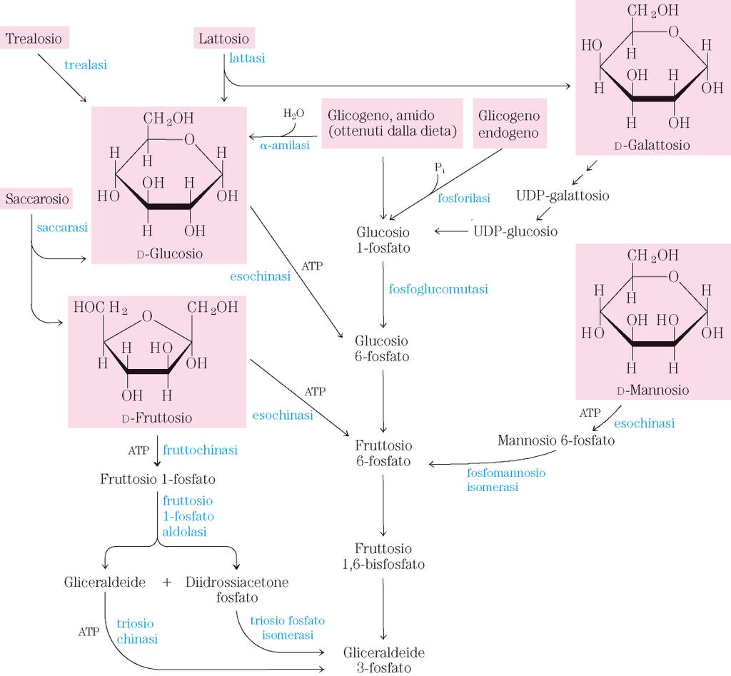 VIE DI ALIMENTAZIONE DELLA GLICOLISI Polisaccaridi = amido e glicogeno Disaccaridi =