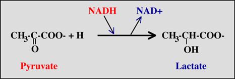 FERMENTAZIONE OMOLATTICA L acido lattico è l unica molecola che si forma in questo processo grazie alla riduzione del piruvato operata dalla Lattato Deidrogenasi in condizioni di anaerobiosi.