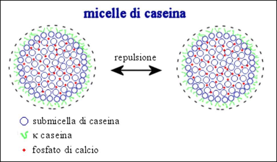 Le micelle possono essere considerate come sfere che