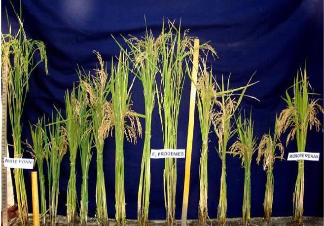 Fig. 2. Variabilità nella progenie di un incrocio tra due varietà di riso. Alle due estremità i genitori usati per l incrocio. Immagine di I. Selvaraj, Vellore University (India).