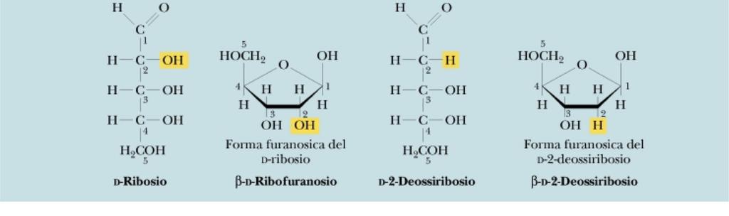 Nucleotidi e acidi nucleici "Abbiamo scoperto il segreto della vita". Nucleotidi e acidi nucleici F.