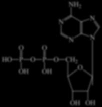 In tutte le cellule si trovano nucleosidi monofosfati nei quali l acido fosforico è esterificato a due dei gruppi ossidrilici del ribosio.