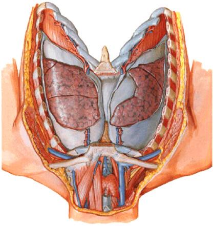 Pleura E una membrana sierosa costituita da due foglietti a