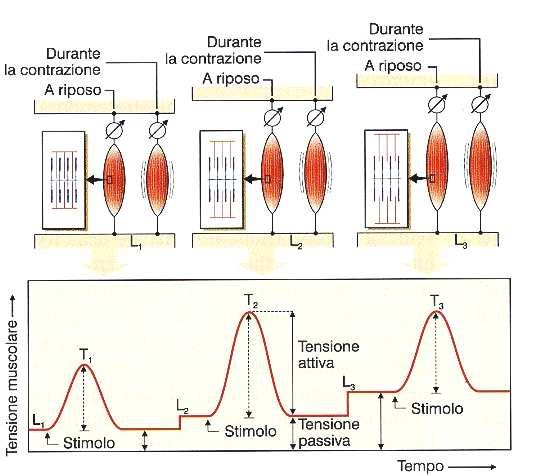 I valori di tensione registrati durante la contrazione muscolare a lunghezze diverse, vengono riportati in grafico