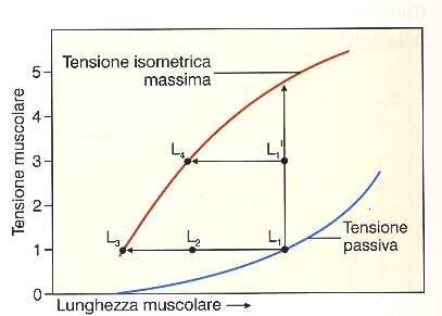 A B La relazione T-L, oltre ad indicare la T muscolare isometrica massima sviluppata a diverse lunghezze, stabilisce l entità dell accorciamento massimo, per ogni dato