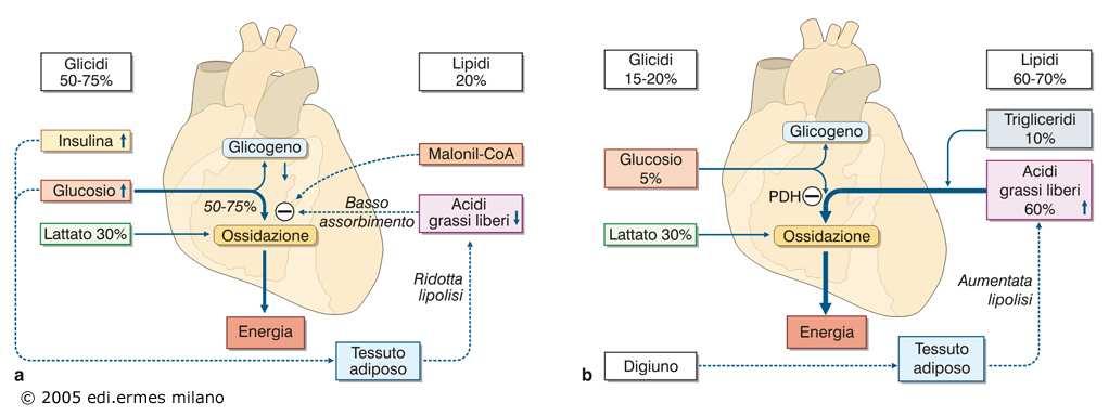 Metabolismo cardiaco Pasto ricco di carboidrati: principale substrato ossidativo glucosio