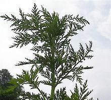 Endoperossidi naturali: Artemisinina (antimalarico naturale estratto dalla Artemisia annua) e suoi derivati Artemisinina Artemether Artemisia