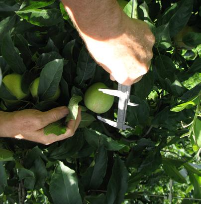 giugno, il 15 luglio e il 7 agosto 2009; prelievi di campioni d acqua, terreno e parti vegetali; analitiche specifiche e