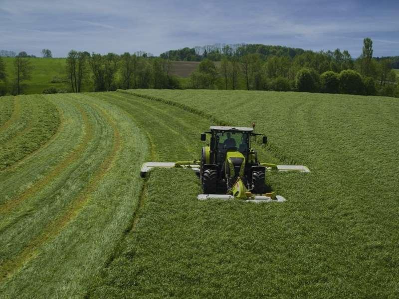 RACCOLTA: -primo anno: produzione molto scarsa e di bassa qualità il primo taglio si fa a giugno; - secondo e terzo anno: produzione significativa con due tagli primaverili, due tagli estivi uno o