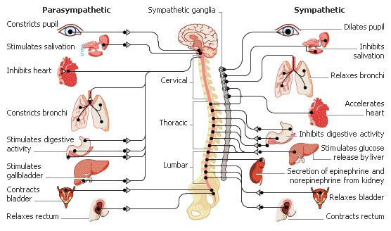 Organizzazione globale del sistema nervoso autonomo