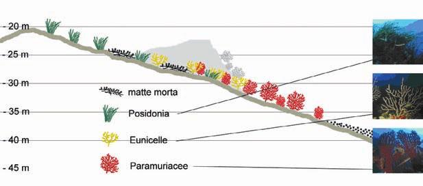 Le biocenosi bentoniche presenti nell AMP si differenziano in base alla natura del fondale, che può essere di substrato duro o costituito da sedimento sciolto, il cosiddetto fondo mobile.