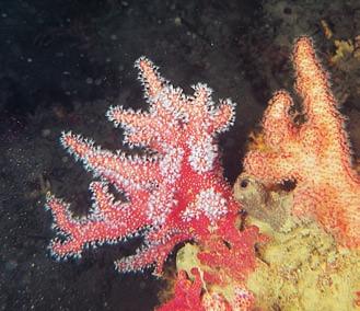 TUTELA GESTIONE AMBIENTE 33 Alcionari (Alcyonium sspp.) Coralli molli, molto frequenti e di grandi dimensioni nei mari tropicali, nel Mediterraneo sono relativamente rari e piuttosto piccoli.