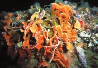 Benché solo apparentemente simili ai coralli, anche a causa della corona di tentacoli con la quale catturano l'alimento, sono organismi assai più complessi e posti molto più in alto nella scala