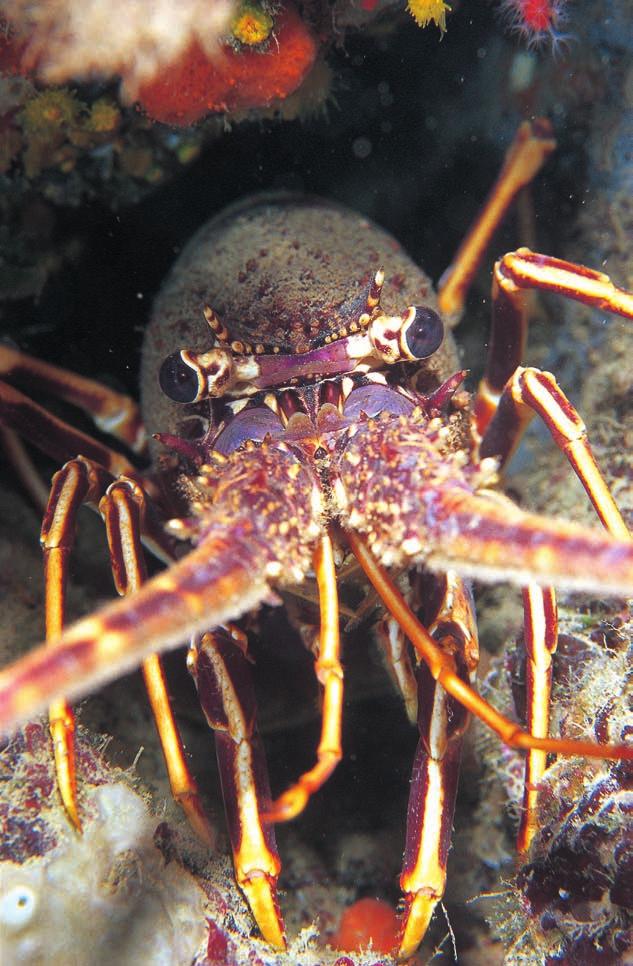 36 AREA MARINA PROTETTA SECCHE DI TOR PATERNO Aragosta (Palinurus elephas) È un crostaceo le cui dimensioni possono giungere fino a 50 cm.