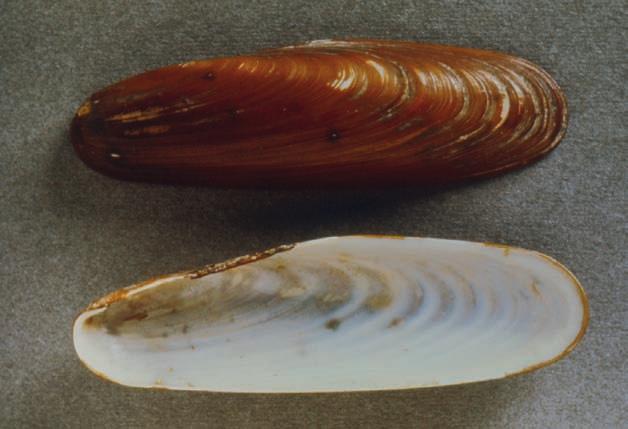 TUTELA GESTIONE AMBIENTE 37 Dattero di mare (Lithophaga lithophaga) Conchiglia relativamente grande, di forma allungata, dalla caratteristica forma di dattero, da cui il nome.