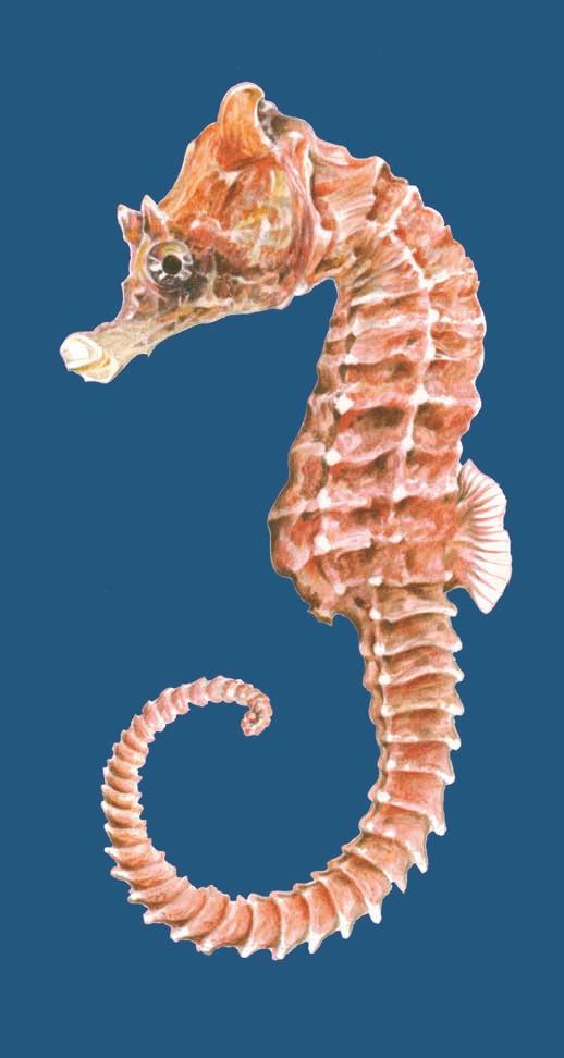 40 AREA MARINA PROTETTA SECCHE DI TOR PATERNO Cavalluccio marino (Hippocampus hippocampus) Questo notissimo pesce dalla forma insolita, vive nei fondali a praterie di posidonie o
