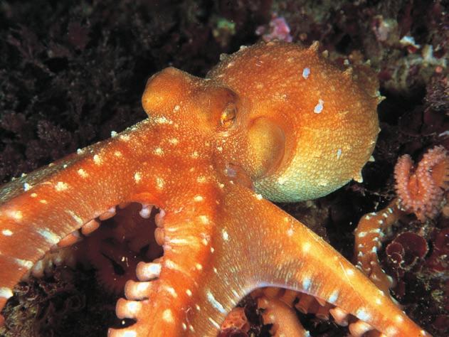 TUTELA GESTIONE AMBIENTE 41 Polpo (Octopus sspp.) È certamente il più intelligente tra gli animali invertebrati.