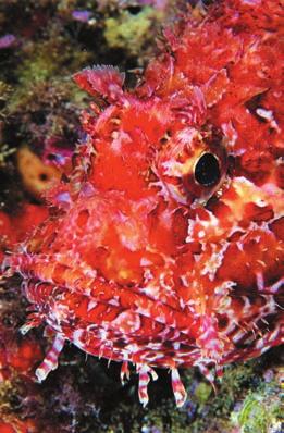 TUTELA GESTIONE AMBIENTE 43 Scorfano rosso (Scorpaena scrofa) Sicuramente noto per il suo aspetto, non proprio bellissimo, è tra i pesci più mimetici del Mediterraneo: rimane immobile sul fondale