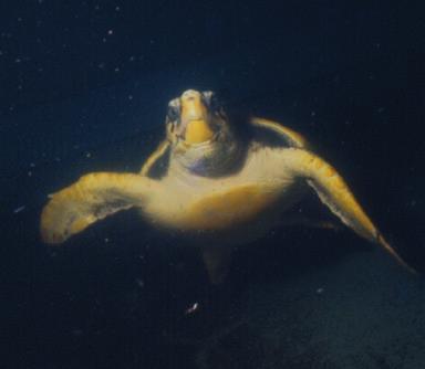 TUTELA GESTIONE AMBIENTE 47 Tartaruga comune (Caretta caretta) È la più frequente tra le tartarughe marine del Mediterraneo. È un rettile, a sangue freddo, e predilige acque temperate.