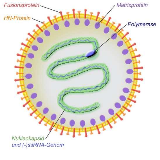 La causa Paramyxovirus aviare 1 (APMV-1) ceppi velogeni (altamente patogeni) mesogeni lentogeni (poco patogeni, per esempio il virus