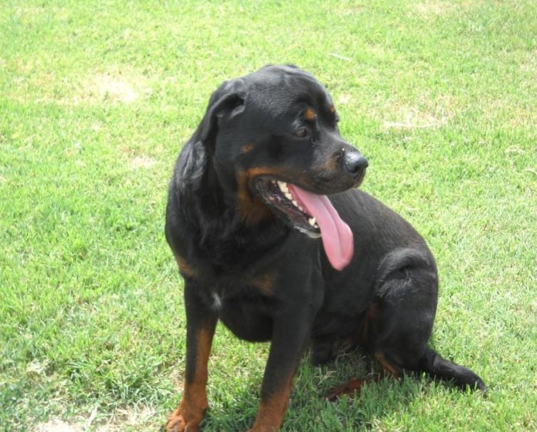 Nome: Leo Razza: Rottweiler Taglia: Grande Colore: Nero focato Compagno