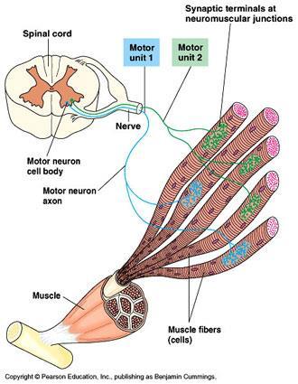 Unità motoria L unità motoria è composta da un gruppo di fibre muscolari e dal motoneurone che le innerva.